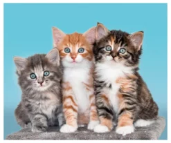 Aqua & Brown Kittens Raschel Throw, (50" X 60")