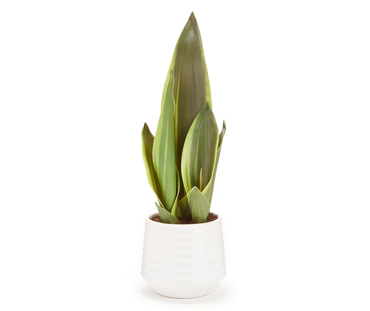 Green Snake Plant In White Rib Pot 1 Green Snake Plant In White Rib Pot